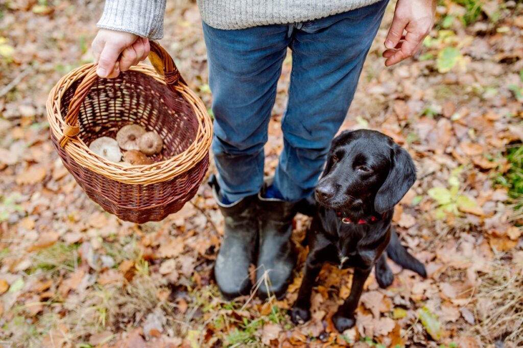 Truffle Dog