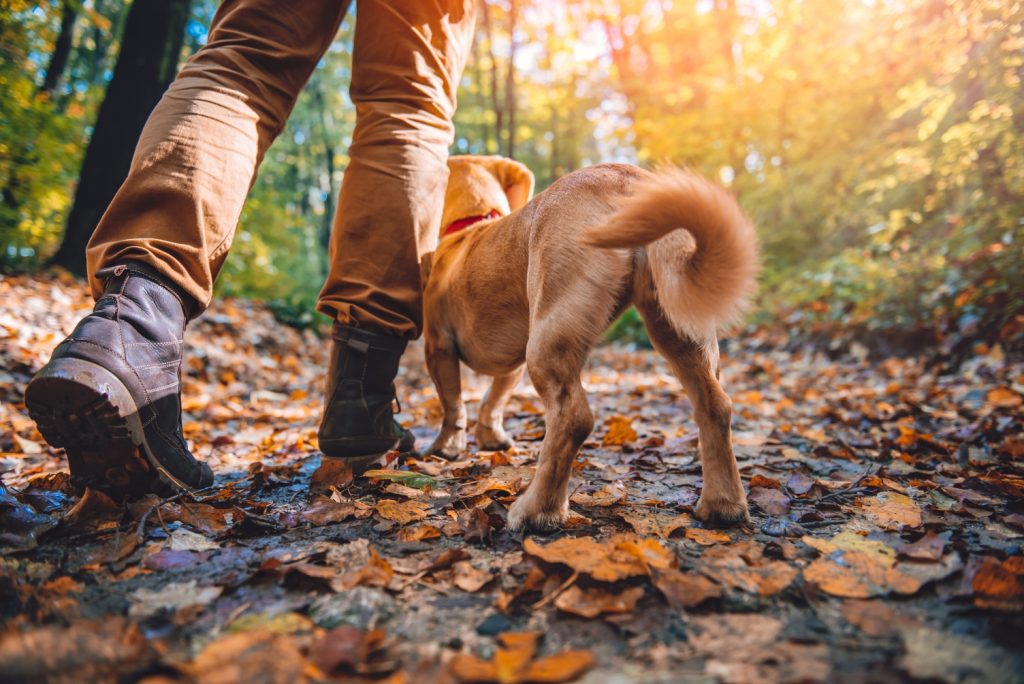 Truffle Hunting Dog