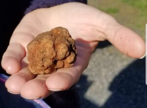 Oregon White Truffle